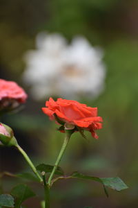 Close-up of rose against blurred background