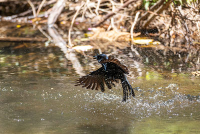 Duck drinking water