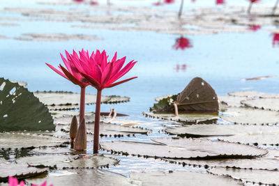 Close-up of pink flower on beach