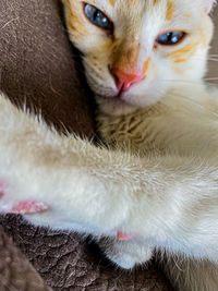 Close-up portrait of a cat