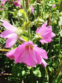 Close-up of pink flowers blooming outdoors