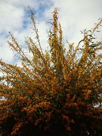 Low angle view of trees against sky