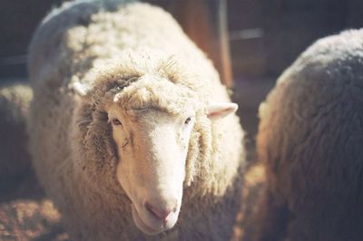 Close-up of a goat