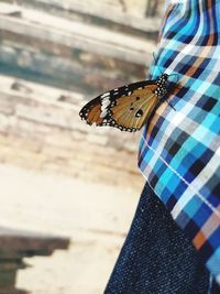 Close-up of butterfly on leaf