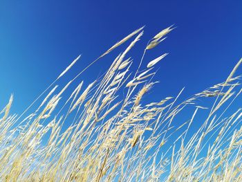 Low angle view of plants against clear blue sky