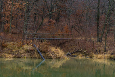 Reflection of trees in lake