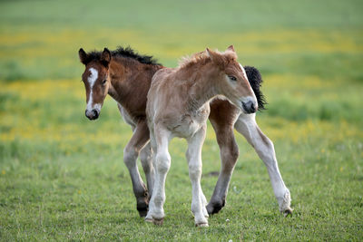 Horses in a field