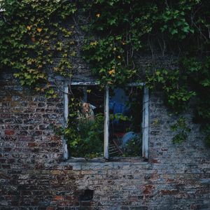 Ivy growing on wall