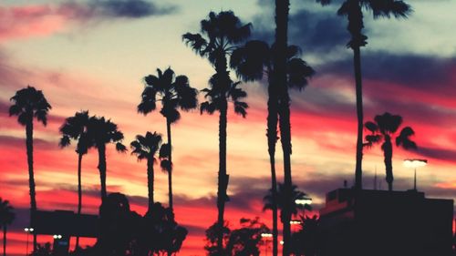 Silhouette of palm trees at sunset