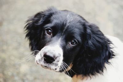 Close-up portrait of black dog