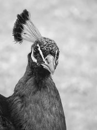 Close-up of bird looking away