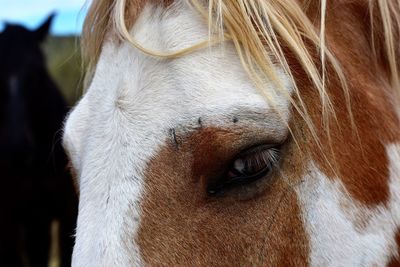 Close-up portrait of horse eye