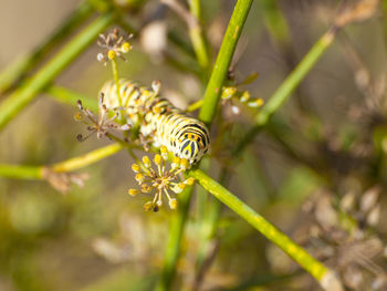 Close-up of bee on flower