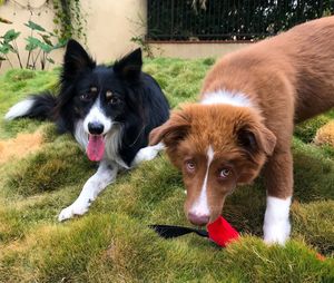 Portrait of dogs on grassy field