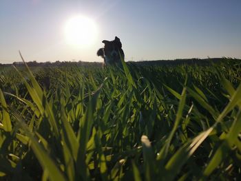 View of dog on field against sky