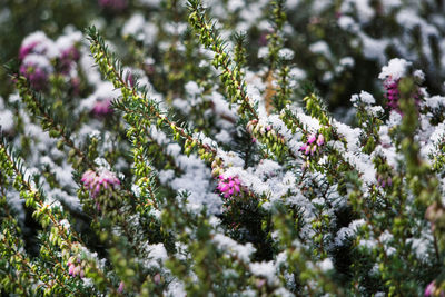 Close-up of flowering plant against snow covered plants