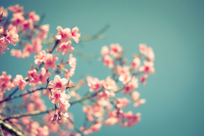 Close-up of pink cherry blossoms