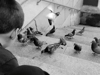 Birds on railing