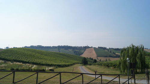 View of vineyard against clear sky