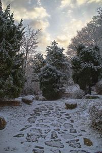 Scenic view of trees against sky during winter