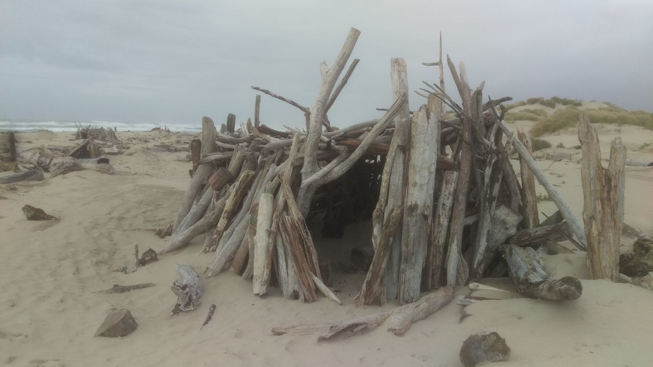 DEAD TREE ON SAND