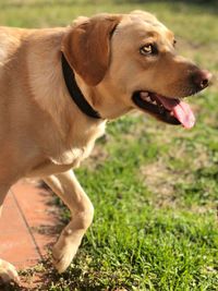 Close-up of a dog looking away