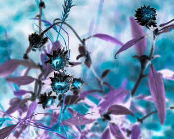 Close-up of purple flowering plant