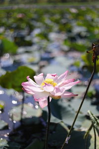 Close-up of pink flower