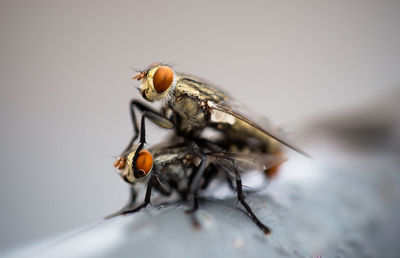 Close-up of houseflies mating on wall