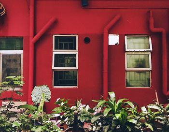 Red flowers on window