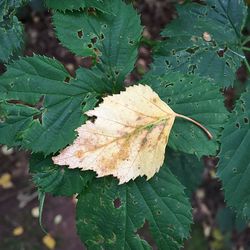 Close-up of leaves