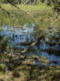 Scenic view of lake in forest