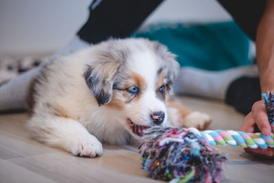 Tired australian shepherd puppy rests on her blanket and enjoys dreamland. puppy is bored