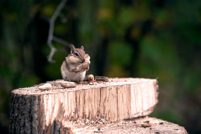 Close-up of squirrel feeding on peanuts over tree stump