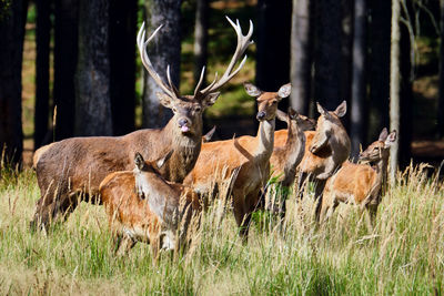 Deer in a forest