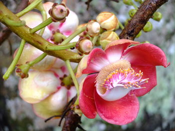 Close-up of pink flower