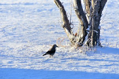 Bird on snow covered land
