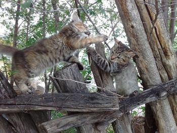 Cat on tree trunk in forest