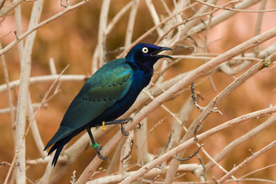 Close-up of bird perching on branch