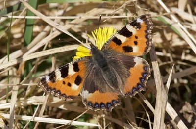 Butterfly on flower