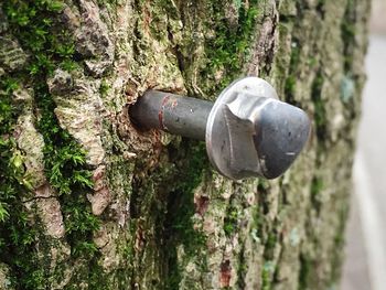 Close-up of moss on tree trunk