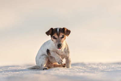 Portrait of dog on land against sky during sunset