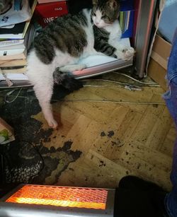 High angle view of cat sitting on floor