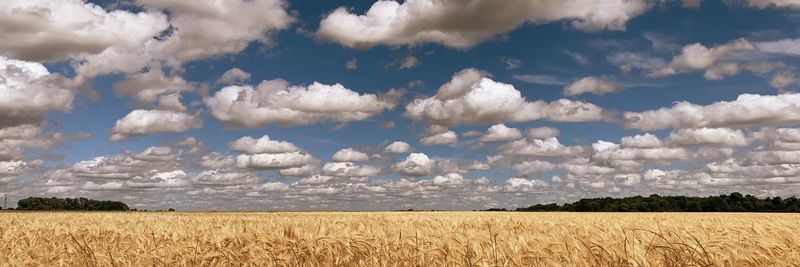 Panoramic shot of agricultural field against sky