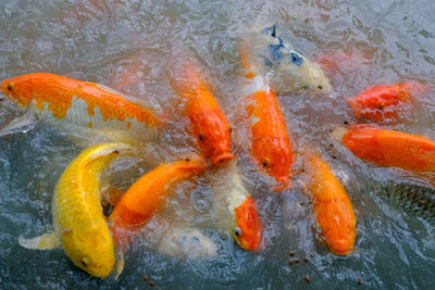 High angle view of koi carps swimming in sea