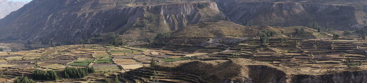 Panoramic shot of agricultural field