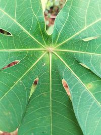 Full frame shot of leaf