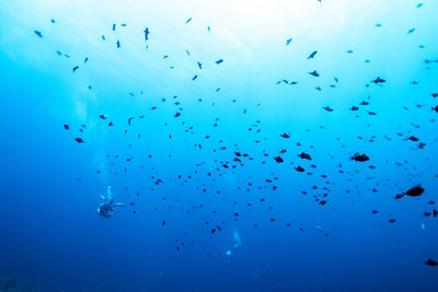 Flock of birds in sea