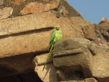 Bird perching on rock