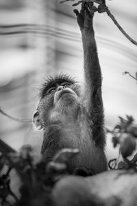 Low angle view of monkey on tree